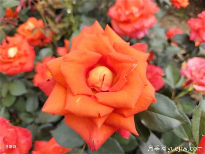 耐熱不怕曬，適合夏天養殖的18種花卉(圖1)
