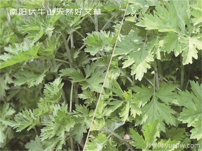 南陽(yáng)中醫藥產(chǎn)業(yè)找準突破口，奮力推進(jìn)臥龍艾草產(chǎn)業(yè)創(chuàng  )新發(fā)展(圖1)