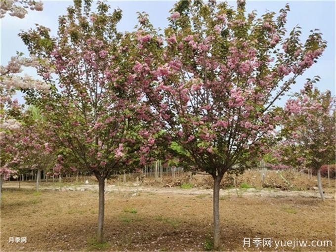 常見(jiàn)喬木灌木驗收規范與標準(圖1)