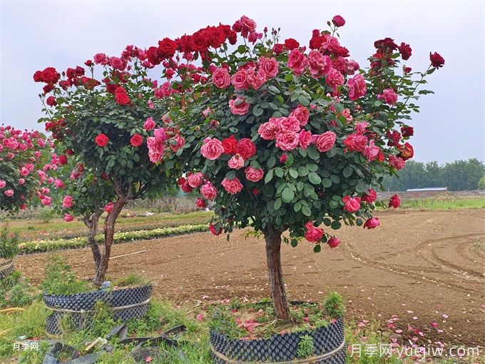 園林綠化中假植花木的特點(diǎn)和應用價(jià)值(圖1)