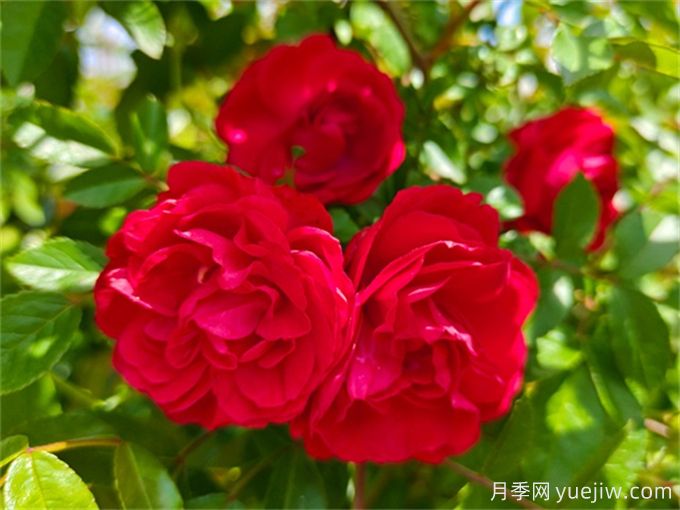 墻面綠化的應用場(chǎng)景和植物配置選擇(圖2)