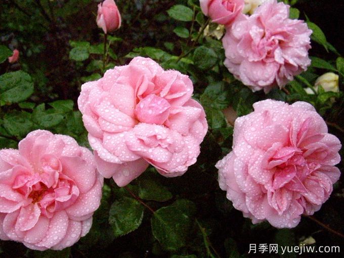 修女的童話(huà)月季/姐妹童話(huà)/家居庭院(圖3)