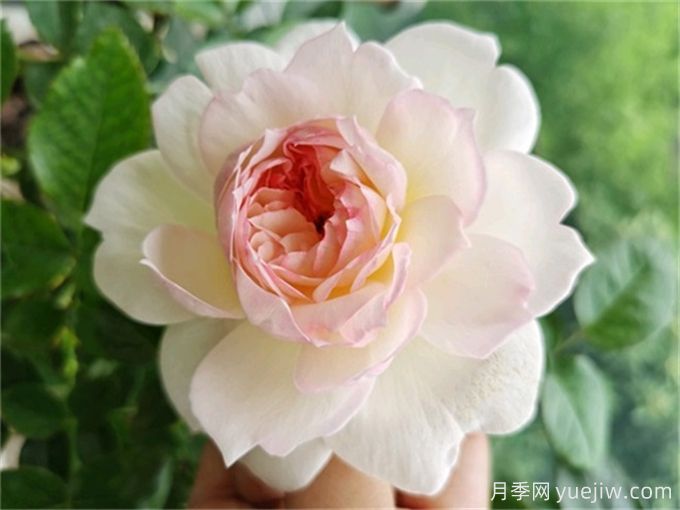 夏季陰雨連綿，依然綻放的10個(gè)濃香美麗月季品種(圖2)