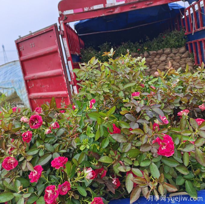 紅復色紅寶石美植袋苗和營(yíng)養杯苗基地報價(jià)(圖4)