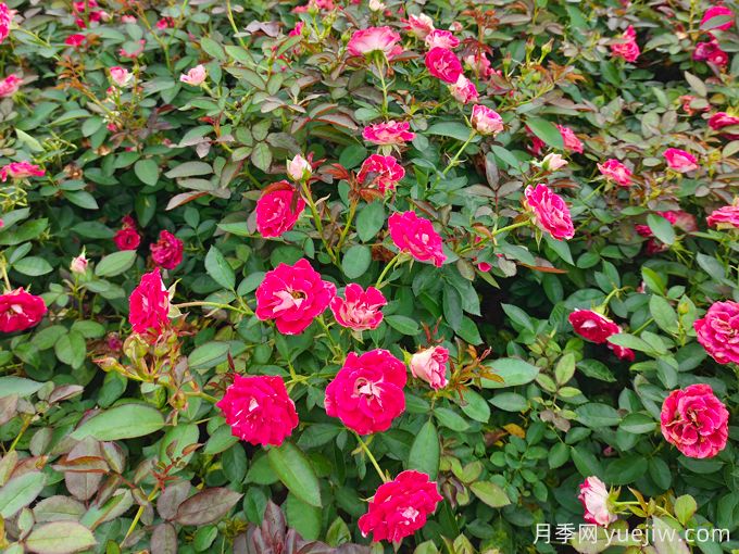 紅復色紅寶石美植袋苗和營(yíng)養杯苗基地報價(jià)(圖1)