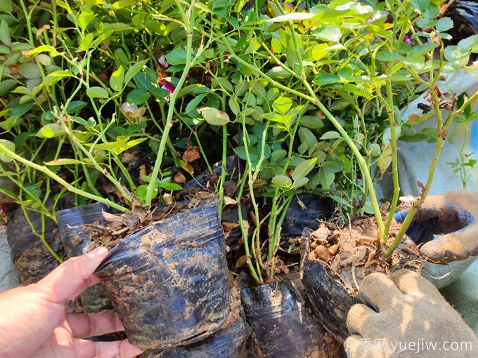 紅復色紅寶石美植袋苗和營(yíng)養杯苗基地報價(jià)(圖3)