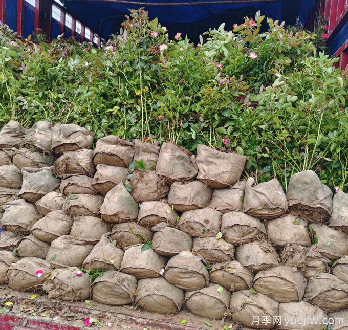紅復色紅寶石美植袋苗和營(yíng)養杯苗基地報價(jià)(圖5)