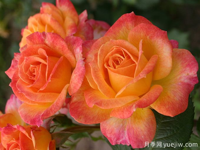 花園樂(lè )趣月季/花園喜悅(圖1)
