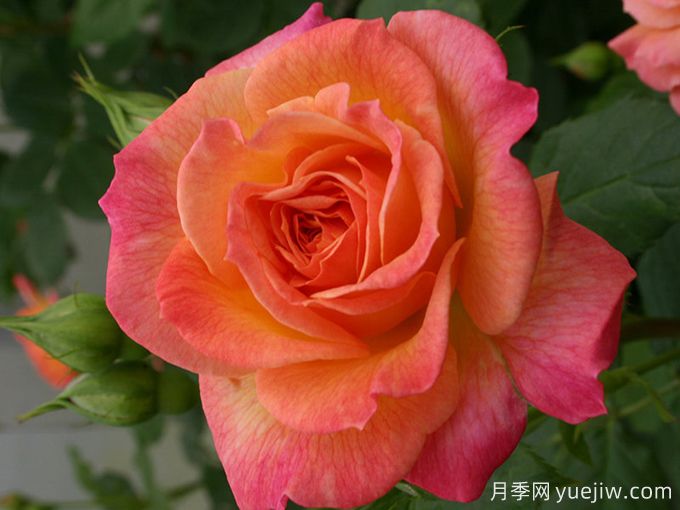 花園樂(lè )趣月季/花園喜悅(圖2)