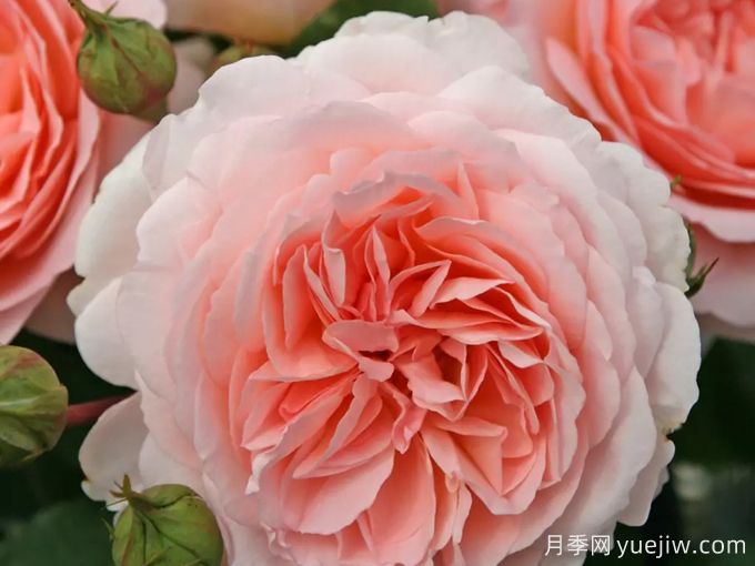 童話(huà)魔法月季/極樂(lè )芬芳月季(圖1)
