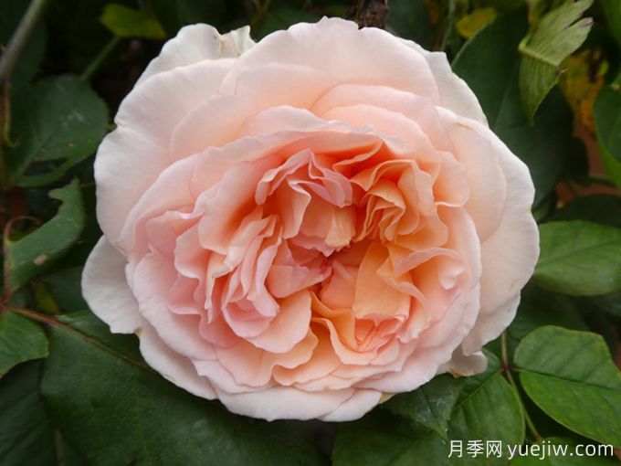 童話(huà)魔法月季/極樂(lè )芬芳月季(圖2)
