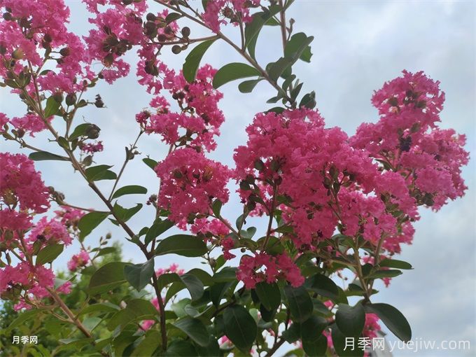 適合紫薇的生長(cháng)環(huán)境(圖1)