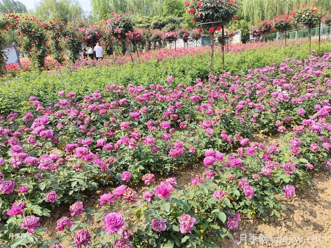 十個(gè)植樹(shù)造林小常識(圖1)