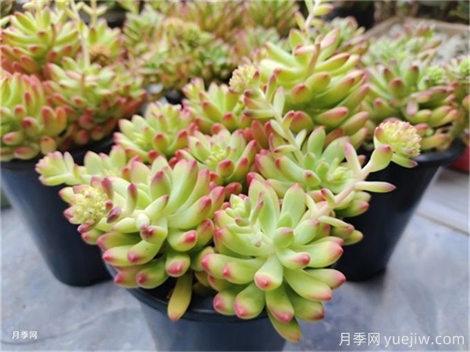 多肉有白色蟲(chóng)子怎么辦？(圖1)