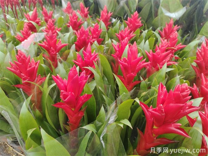鳳梨花(紅運當頭)怎么養？(圖1)