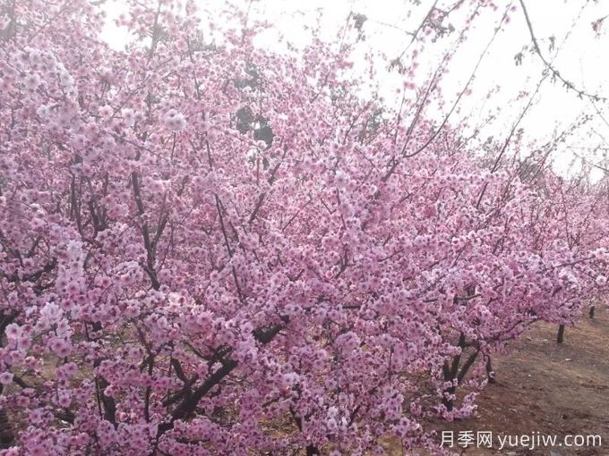 紫葉李的生長(cháng)習性(圖1)