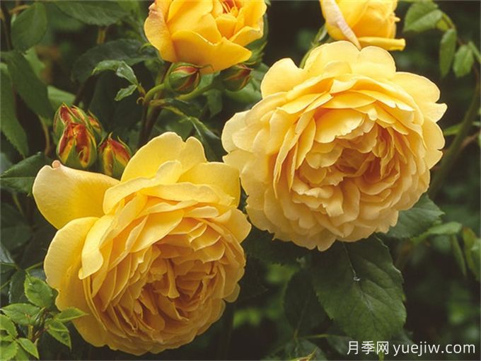超級香的月季品種分享，花開(kāi)滿(mǎn)院香(圖1)