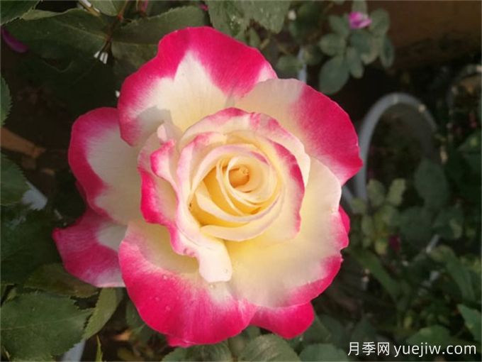 超級香的月季品種分享，花開(kāi)滿(mǎn)院香(圖2)