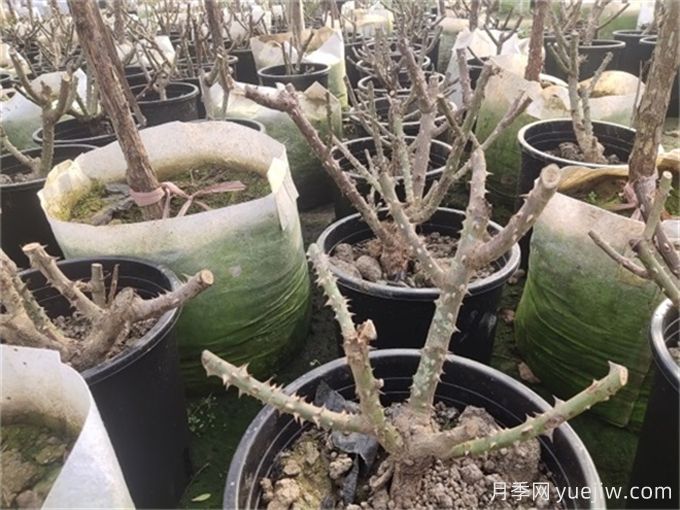 園林植物修剪中有十大常見(jiàn)誤區(圖2)