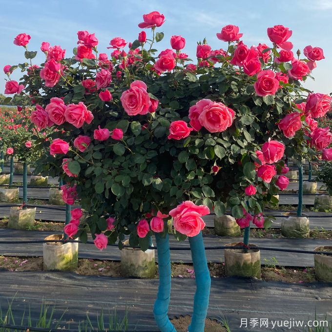 園林苗木修剪十大誤區及對策(圖1)
