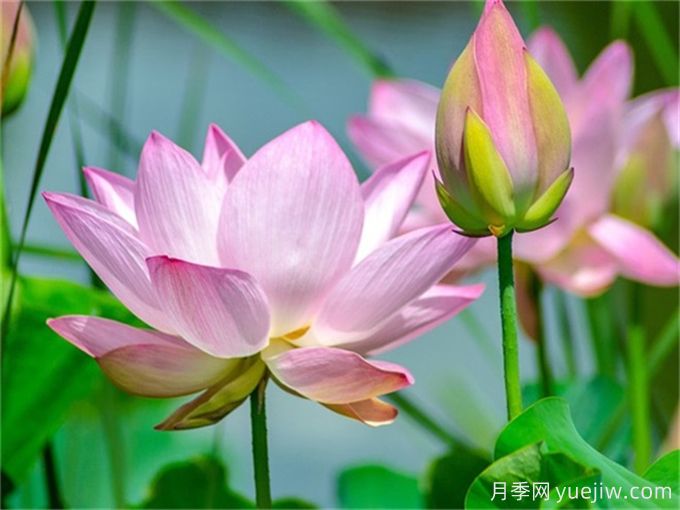 荷花養殖的20個(gè)問(wèn)題總結(圖1)
