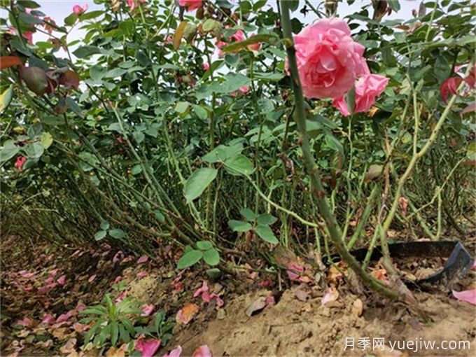 如何通過(guò)檢查根系顏色確定植物長(cháng)勢？(圖1)