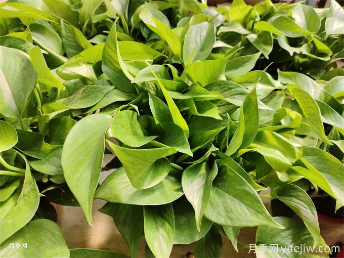 室內的綠色植物如何選擇？(圖1)