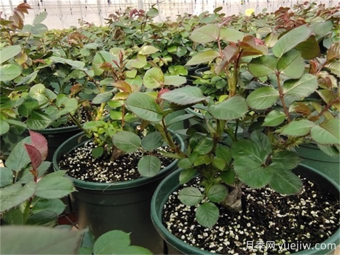 月季出筍芽，需要打頂嗎？(圖1)