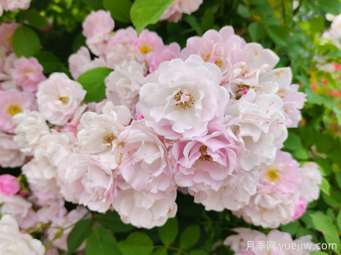 薔薇栽培養護(圖1)