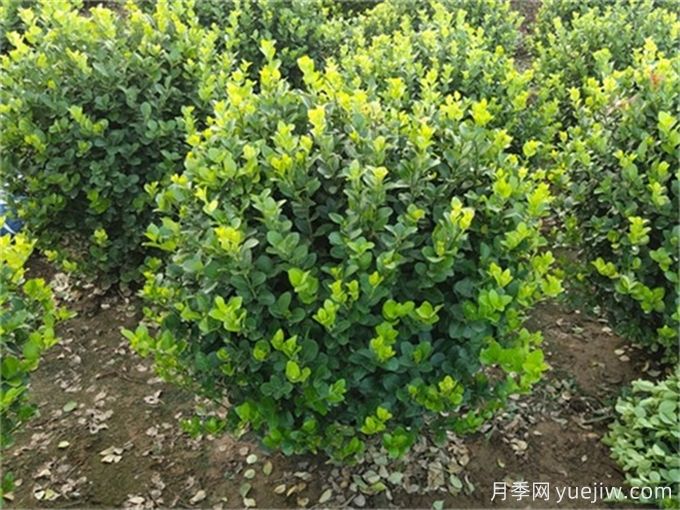 衛矛種植及養護(圖1)