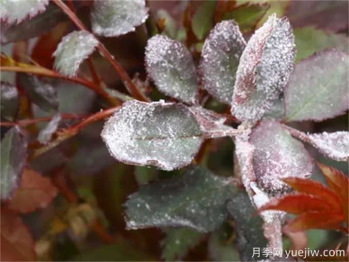 月季花白粉病怎樣產(chǎn)生的？如何防治白粉病(圖2)