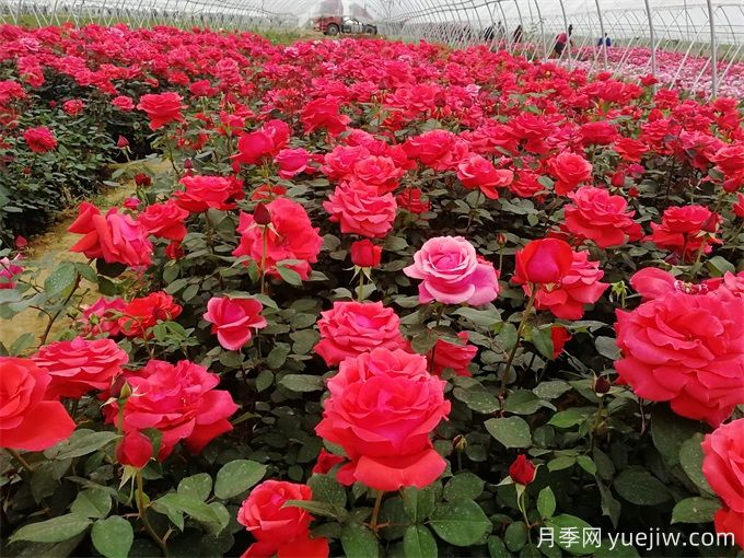 花友月季養護，推薦用有機肥還是無(wú)機肥？(圖1)