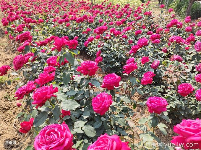北方地區如何讓工程月季早春開(kāi)花？(圖1)