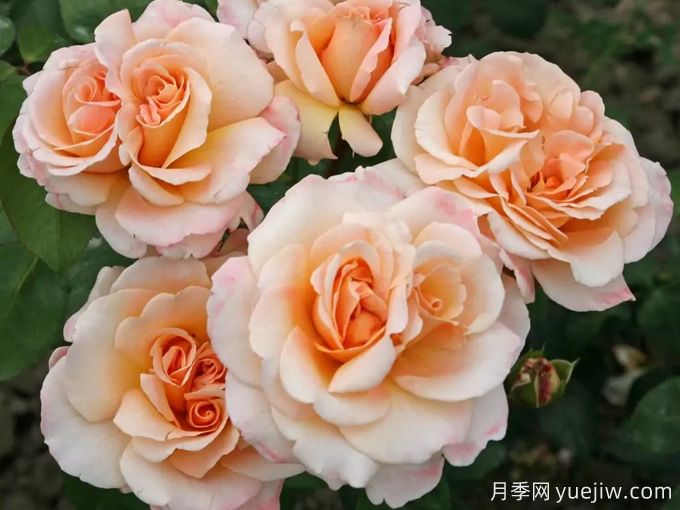 香檳色玫瑰的花語(yǔ)是什么？香檳色玫瑰的寓意和象征(圖1)