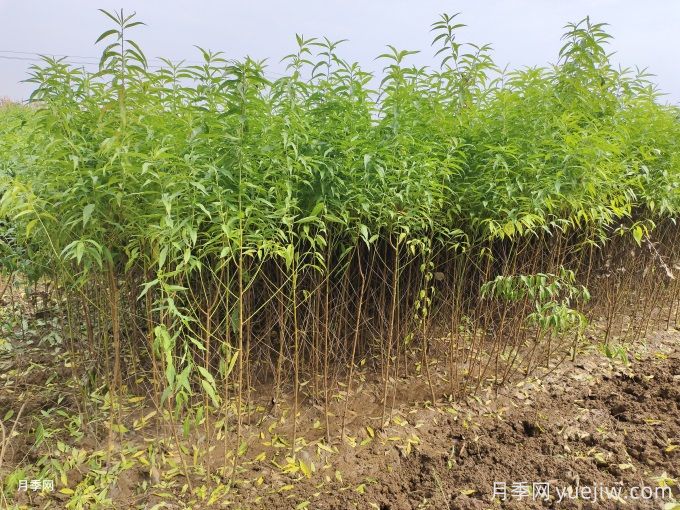 桃樹(shù)苗的種植簡(jiǎn)單介紹(圖1)