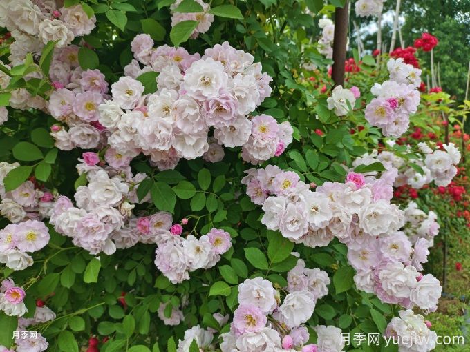 薔薇花夏季養護辦法(圖1)