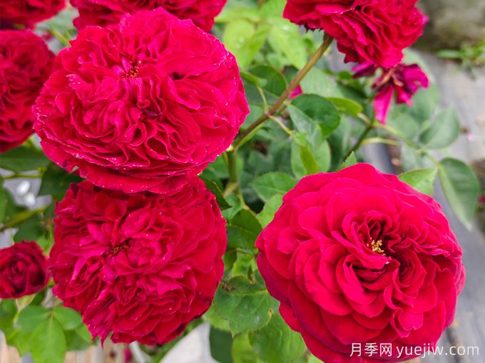 紅色月季秋季養護辦法(圖1)