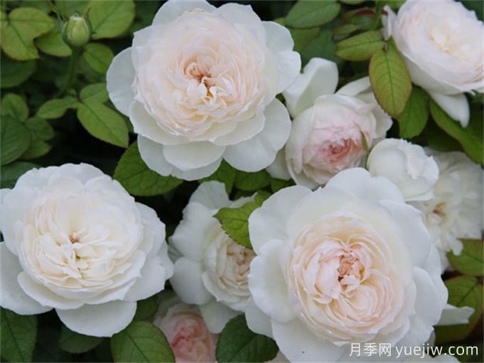 推薦11種白色系月季品種，花朵優(yōu)雅純潔(圖3)