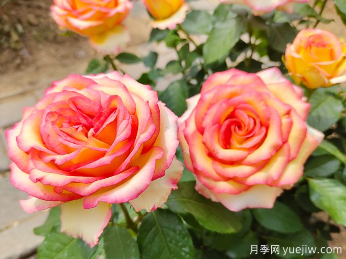 月季花養護常識(圖1)