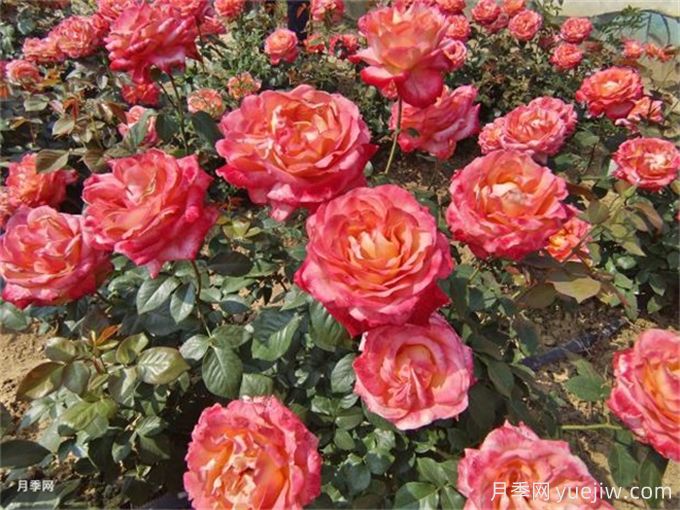 養花的15個(gè)正確姿勢，讓你成為養花達人(圖1)