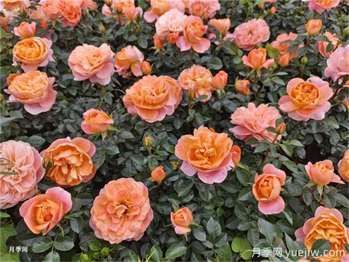 陽(yáng)臺月季系列，豐花勤花又抗病，輕松待機10個(gè)月(圖4)
