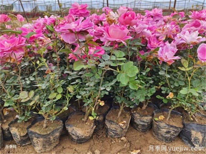 植物花卉的繁殖有幾種方式？家庭養花該如何選擇？(圖1)