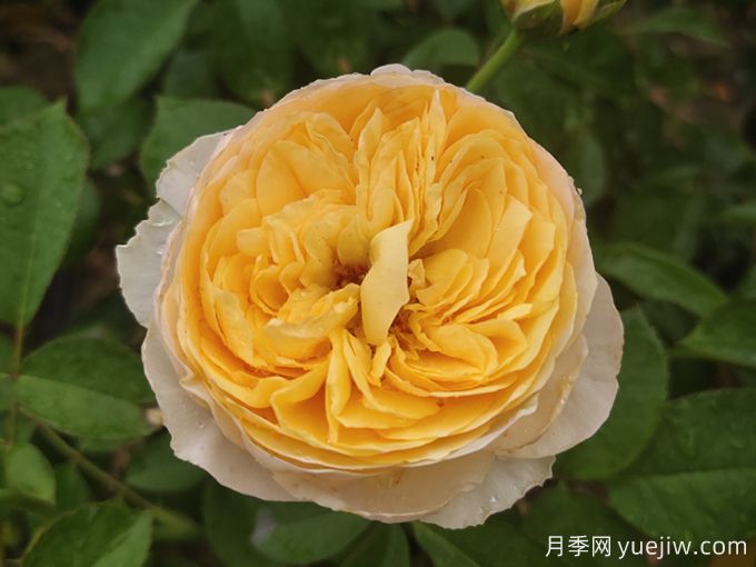 ***美花中皇后，10個(gè)經(jīng)典月季品種推薦(圖1)