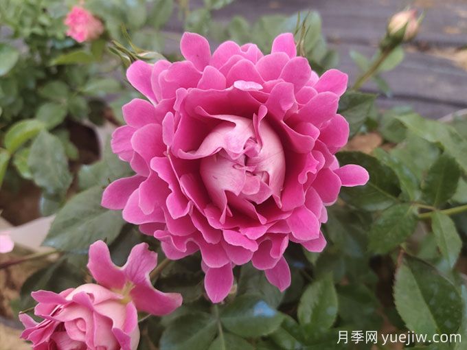 月季什么時(shí)候秋剪？不要要急，讓秋花依然美(圖1)