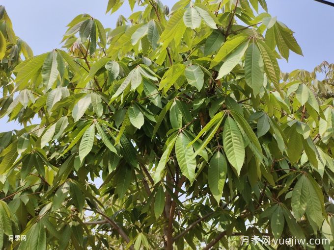 常見(jiàn)的30種色葉植物，為城市園林增綠添彩(圖2)