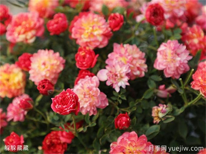 推薦12個(gè)超級微型月季品種，個(gè)個(gè)都是開(kāi)花機器(圖2)
