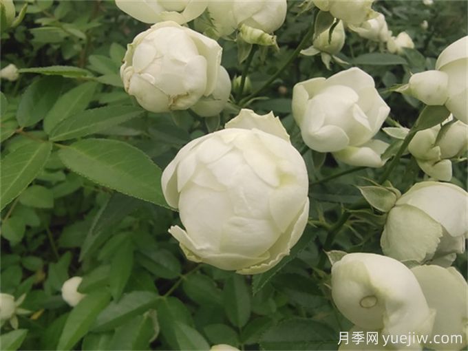 推薦12個(gè)超級微型月季品種，個(gè)個(gè)都是開(kāi)花機器(圖4)