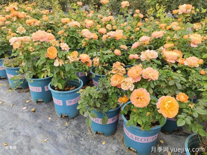 果汁陽(yáng)臺杯苗美植袋苗加侖盆苗棒棒糖批發(fā)(圖2)