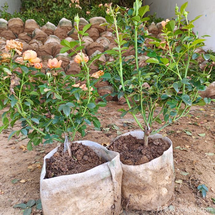 果汁陽(yáng)臺杯苗美植袋苗加侖盆苗棒棒糖批發(fā)(圖3)