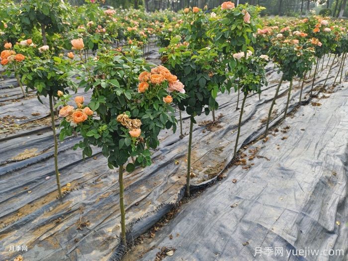 果汁陽(yáng)臺杯苗美植袋苗加侖盆苗棒棒糖批發(fā)(圖4)